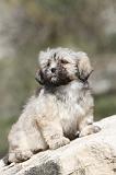 LHASSA APSO 066